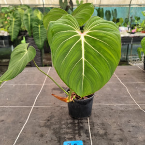 #35 Philodendron Gloriosum