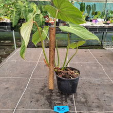 Load image into Gallery viewer, #35 Philodendron Gloriosum