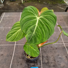 Load image into Gallery viewer, #35 Philodendron Gloriosum