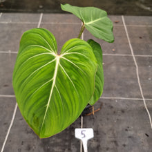 Load image into Gallery viewer, #5 Philodendron Gloriosum