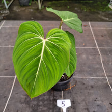 Load image into Gallery viewer, #5 Philodendron Gloriosum