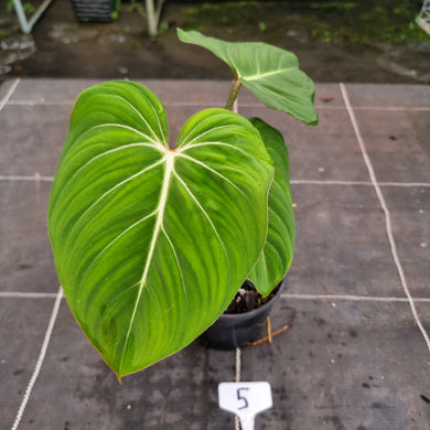 #5 Philodendron Gloriosum