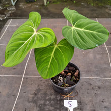 Load image into Gallery viewer, #5 Philodendron Gloriosum