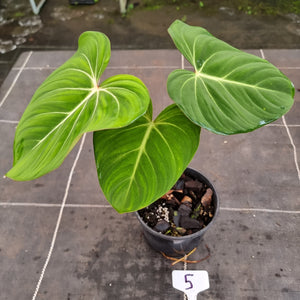 #5 Philodendron Gloriosum