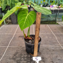 Load image into Gallery viewer, #5 Philodendron Gloriosum