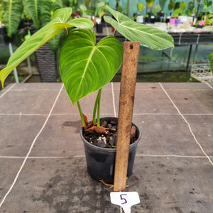#5 Philodendron Gloriosum