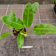 Load image into Gallery viewer, #706 Philodendron Renauxii