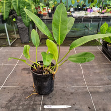 Load image into Gallery viewer, #706 Philodendron Renauxii