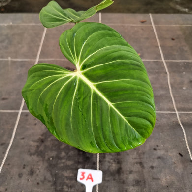 #3A Philodendron Gloriosum