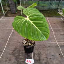 Load image into Gallery viewer, #3A Philodendron Gloriosum