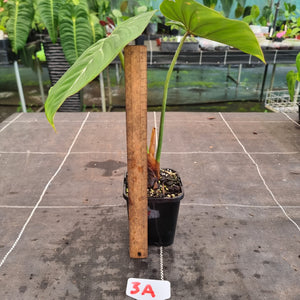 #3A Philodendron Gloriosum