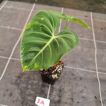 Load image into Gallery viewer, #3A Philodendron Gloriosum