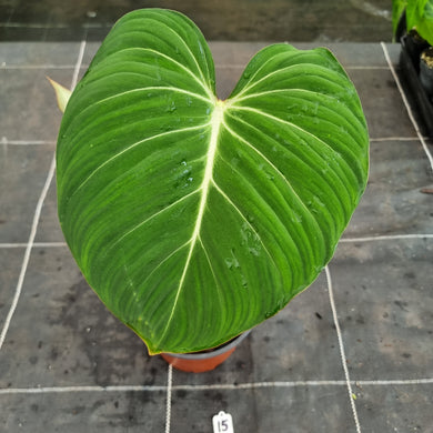 #15 Philodendron Gloriosum