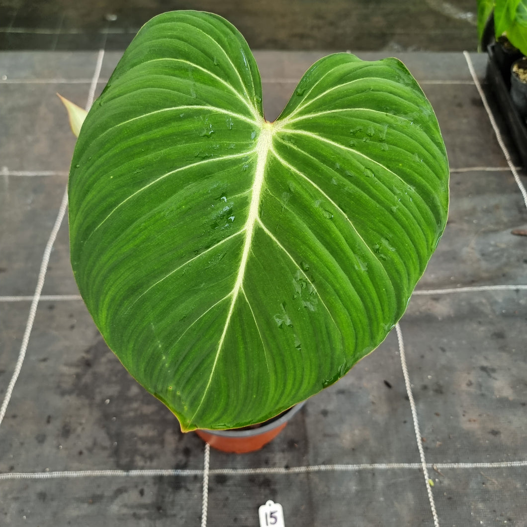 #15 Philodendron Gloriosum