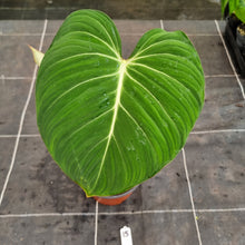 Load image into Gallery viewer, #15 Philodendron Gloriosum