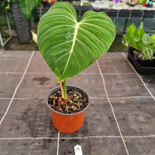 Load image into Gallery viewer, #15 Philodendron Gloriosum