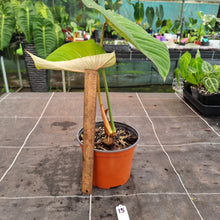 Load image into Gallery viewer, #15 Philodendron Gloriosum