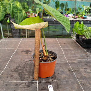 #15 Philodendron Gloriosum