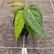 Load image into Gallery viewer, #1 Anthurium NOID