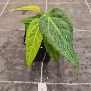 #1 Anthurium NOID