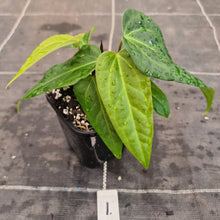 Load image into Gallery viewer, #1 Anthurium NOID