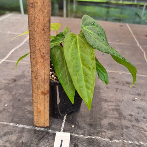 #1 Anthurium NOID