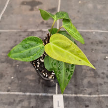 Load image into Gallery viewer, #1 Anthurium NOID