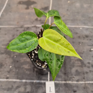 #1 Anthurium NOID