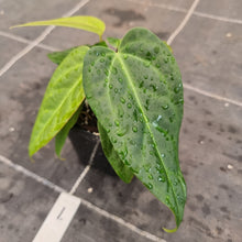Load image into Gallery viewer, #1 Anthurium NOID