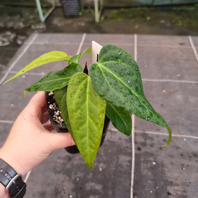 #1 Anthurium NOID