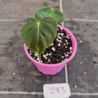 #283 Philodendron Lupinum - Rooted Tip