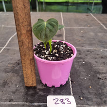 Load image into Gallery viewer, #283 Philodendron Lupinum - Rooted Tip
