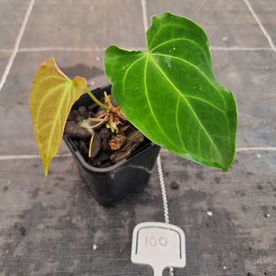 #100 Anthurium Dark Complex
