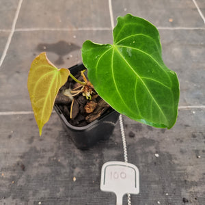 #100 Anthurium Dark Complex