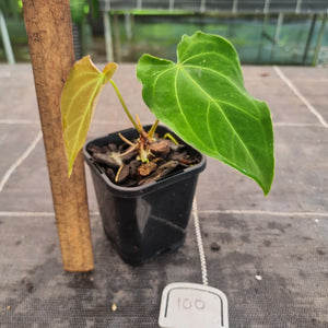 #100 Anthurium Dark Complex
