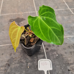 #100 Anthurium Dark Complex