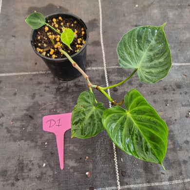 #D1 Philodendron Verrucosum