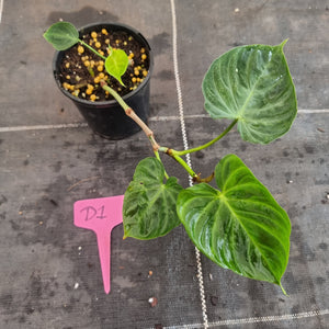 #D1 Philodendron Verrucosum