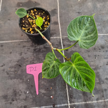 Load image into Gallery viewer, #D1 Philodendron Verrucosum