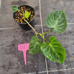 #D1 Philodendron Verrucosum