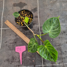 Load image into Gallery viewer, #D1 Philodendron Verrucosum
