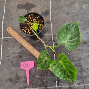 #D1 Philodendron Verrucosum