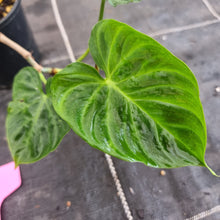 Load image into Gallery viewer, #D1 Philodendron Verrucosum