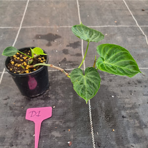 #D1 Philodendron Verrucosum