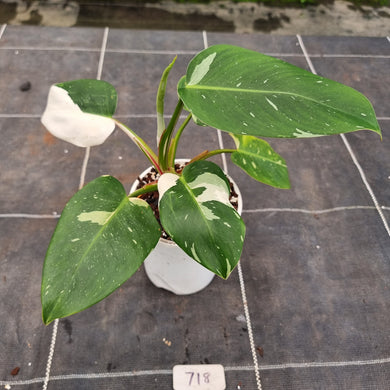 #718 Philodendron White Princess