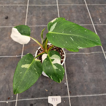 Load image into Gallery viewer, #718 Philodendron White Princess