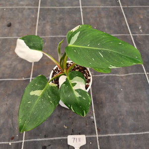 #718 Philodendron White Princess