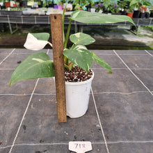Load image into Gallery viewer, #718 Philodendron White Princess