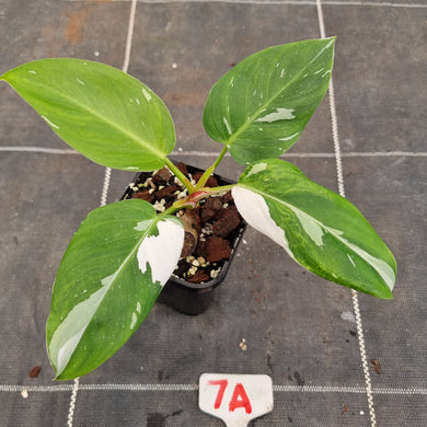 #7A Philodendron White Princess