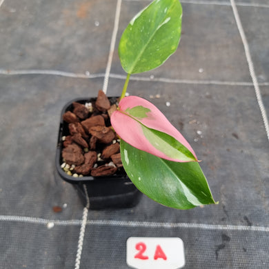 #2A Philodendron White Princess